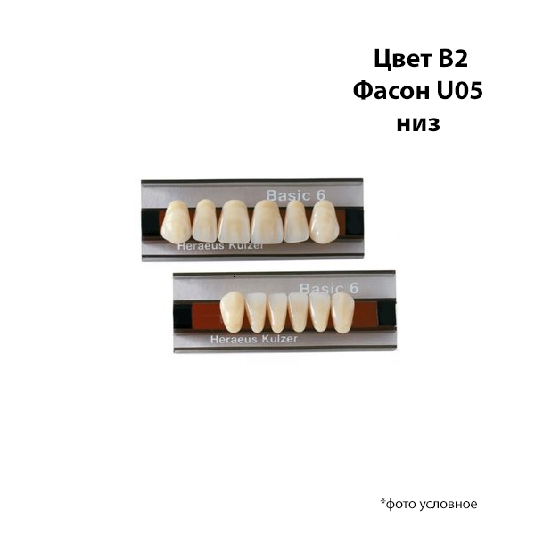 Изображение Зубы Basic 6 цвет В2 фасон U05 низ 1 из 1