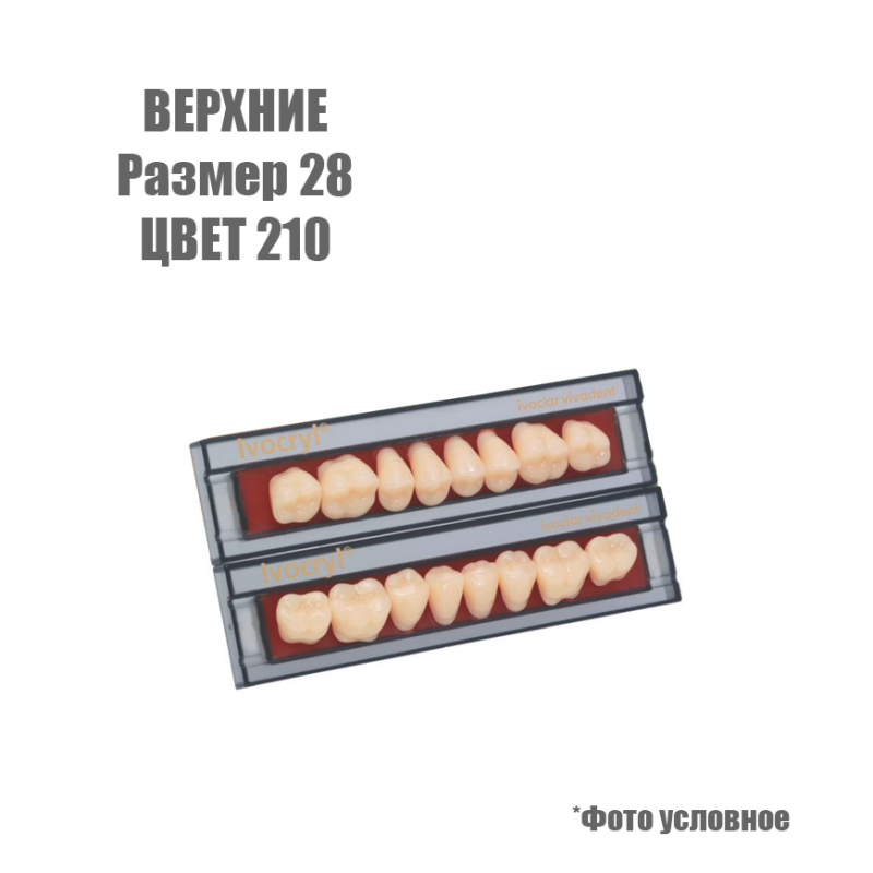 Изображение Зубы искусственные боковые верхние Ivoclar Set of 8 U OK28, цвет 210 1 из 1