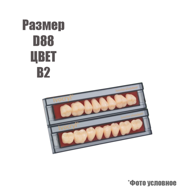 Изображение Зубы искусственные боковые верхние Ivoclar Set of 8 upper размер D88, цвет В2 1 из 1