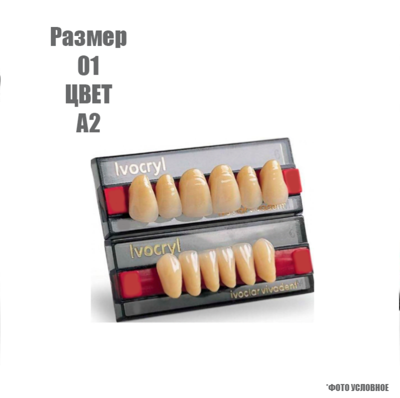 Изображение Зубы искусственные передние Ivoclar Set of 6 размер 01, цвет А2 1 из 1