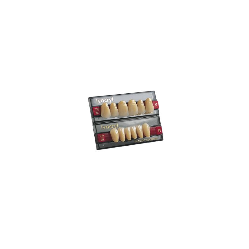 Изображение Зубы искуственные фронтальные верхние Ivocryl Set of 6 U OK34 A3,5 1 из 1