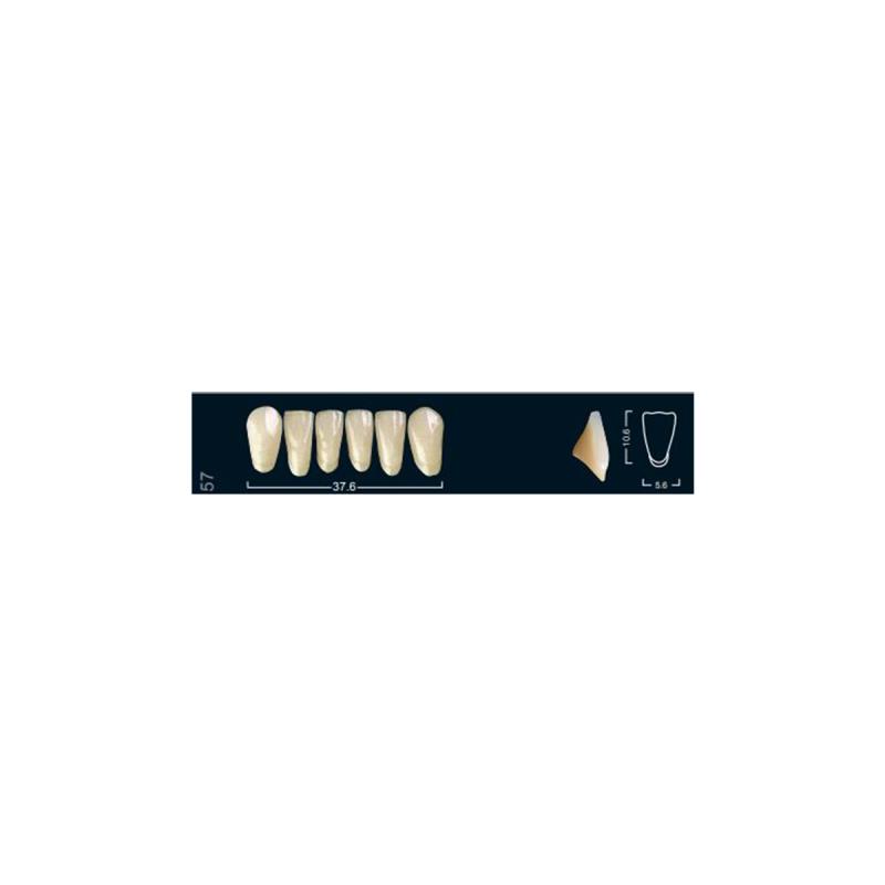 Изображение Зубы искуственные фронтальные нижние Ivocryl Set of 6 L UK57 A2 1 из 1