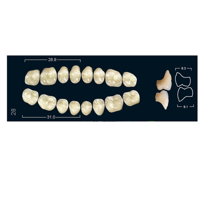Изображение Зубы искуственные боковые верхние Ivocryl Set of 8 U OK28O A2 1 из 1